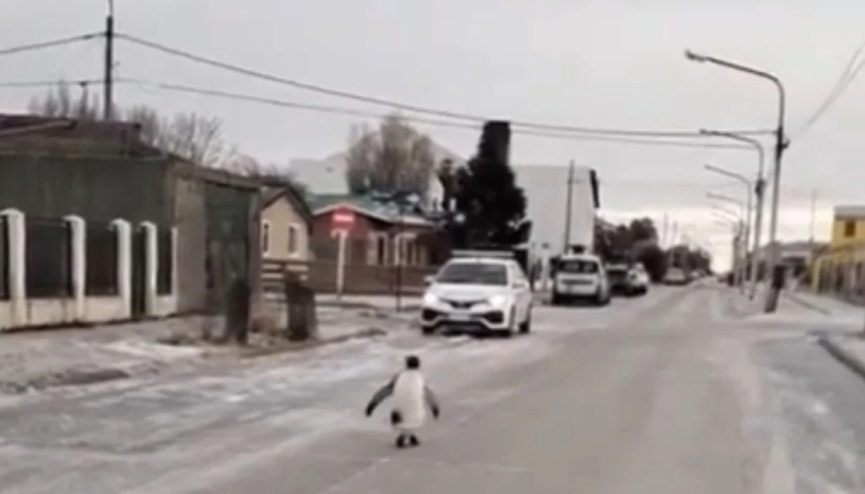 Por el frío polar que azota a la Patagonia, un pingüino apareció caminando por las calles de Río Grande