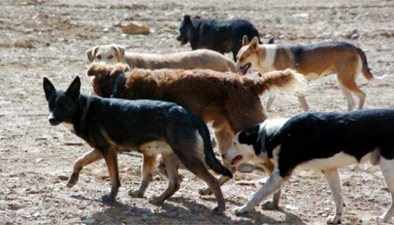 “En Ushuaia hay cerca de 8500 perros sueltos, en Tolhuin 2900 y en Río Grande 14.660