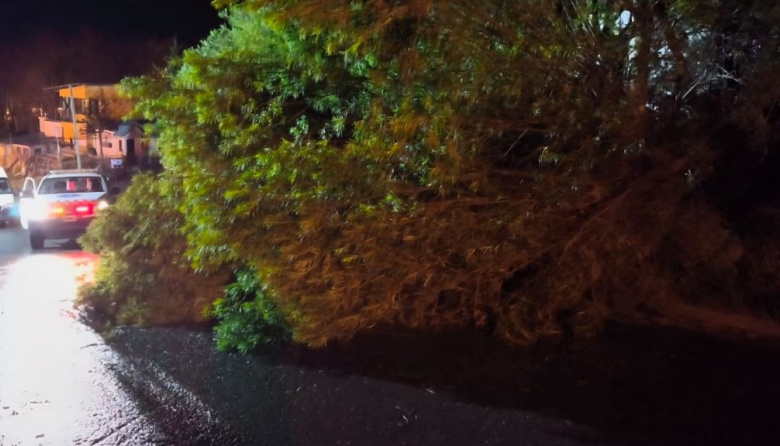 Defensa Civil intervino ante llamados por incidentes provocados por los fuertes vientos