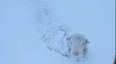 Trampa mortal: la nieve no cede en la Patagonia y hay miles de animales con riesgo de muerte