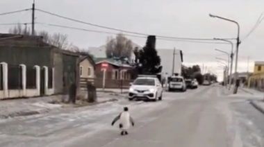 Por el frío polar que azota a la Patagonia, un pingüino apareció caminando por las calles de Río Grande