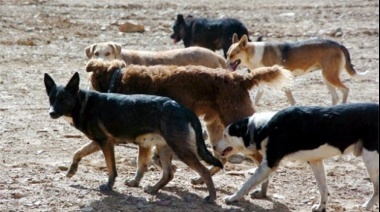 “En Ushuaia hay cerca de 8500 perros sueltos, en Tolhuin 2900 y en Río Grande 14.660