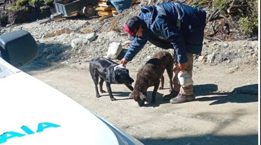 Zoonosis municipal labró actas de infracción por perros sueltos en el Barrio Dos Banderas