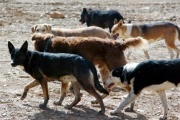 “En Ushuaia hay cerca de 8500 perros sueltos, en Tolhuin 2900 y en Río Grande 14.660